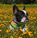 Tie-Dye For Reversible Harness by Pawmigo