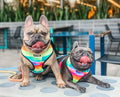 Tie-Dye For Reversible Harness by Pawmigo