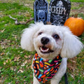 Trick N Treat Cooling Bandana by Pawmigo