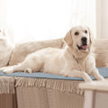 Washable Dog Pee Pad Reusable Puppy Potty Training Pads by DailySale