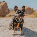 Wild Thing Free-Fit Harness by Pawmigo