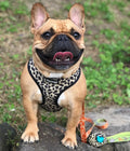 Wild Thing Leash Kit by Pawmigo