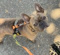 Wild Thing Leash Kit by Pawmigo